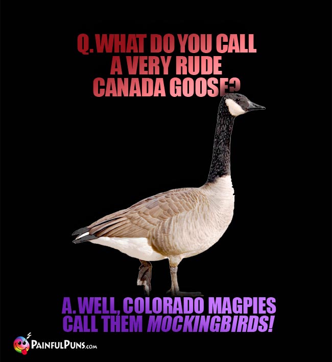 Q. What do you call a very rude Canada Goose? a. Well, Colorado Magpies call them Mockingbirds!