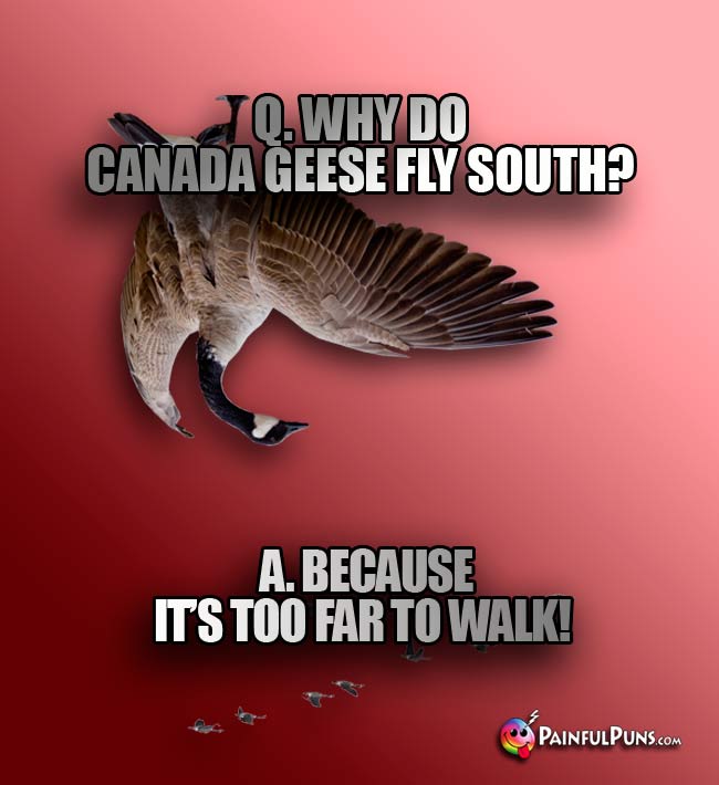 Q. Why do Canada geese fly south? A. Becaus it's too far to walk!