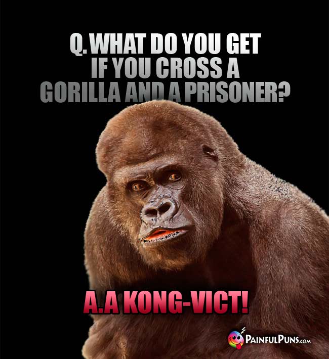 Q. What do you get if you cross a gorilla and a prisoner? A. A kong-vict!