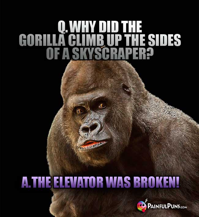Q. Why did the gorilla climb up the sides of a skyscraper? a. The elevator was broken!