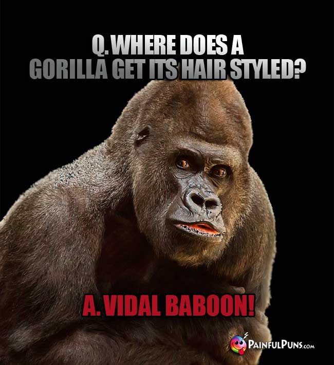 Q. Where does a gorilla get its hair stylled? A. Vidal Baboon