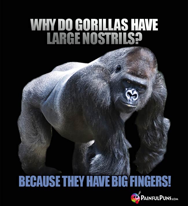 Q.. Why do gorillas have large nostrils? A. Because they have big fingers!