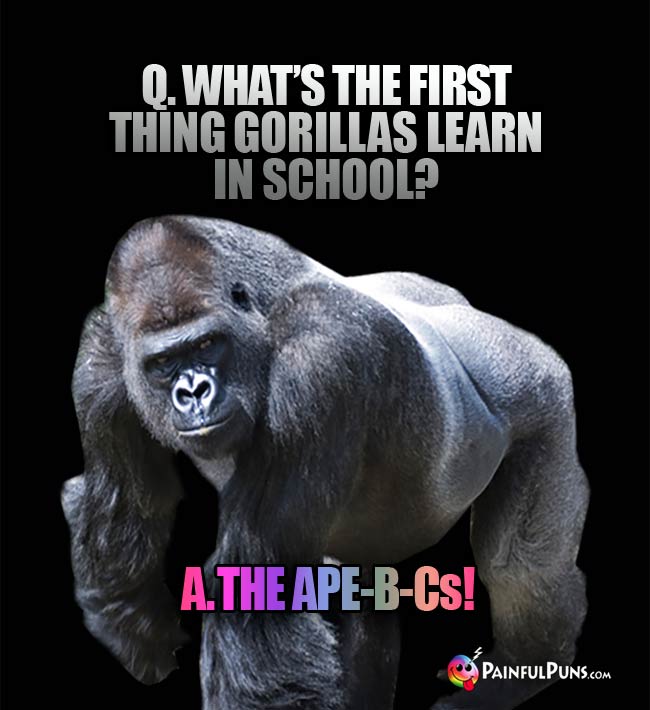 Q. What's the first thing gorillas learn in school? A. The Ape-B-Cs!
