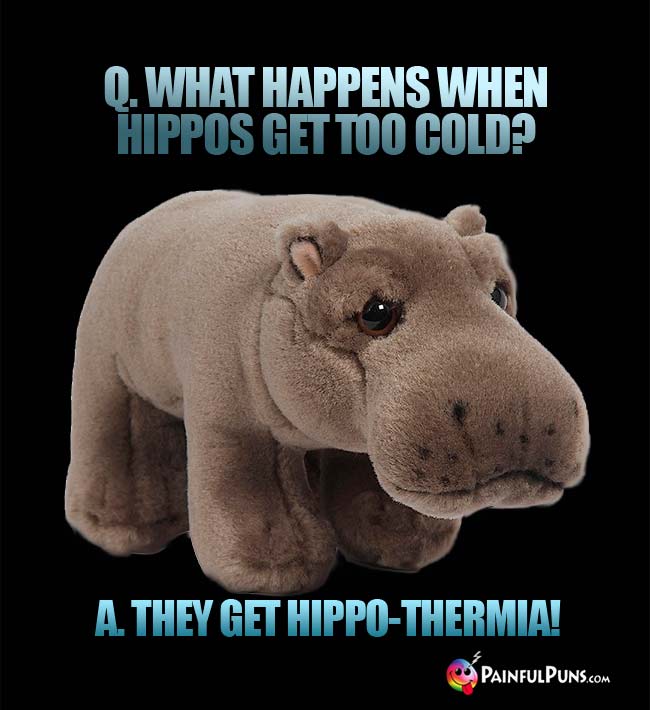 Q. What happens when hippos get too cold? A. They get hippo-thermia!
