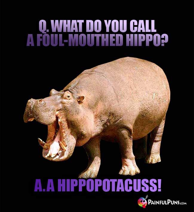 Q. What do yu call a foul-mouthed hippo? A. A hippopotacuss!