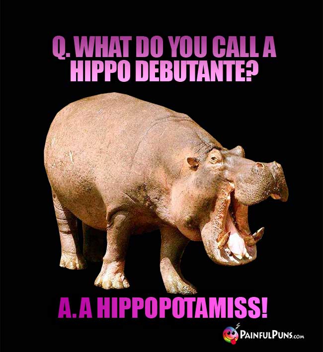 Q. What do you call a hippo debutante? a. A hipppotamiss!