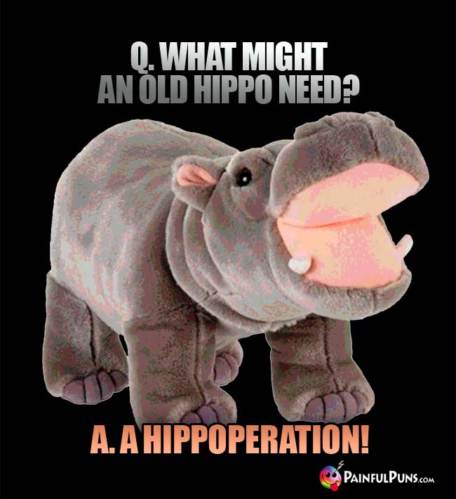 Q. what might an old hippo need? a. A hippoperation!