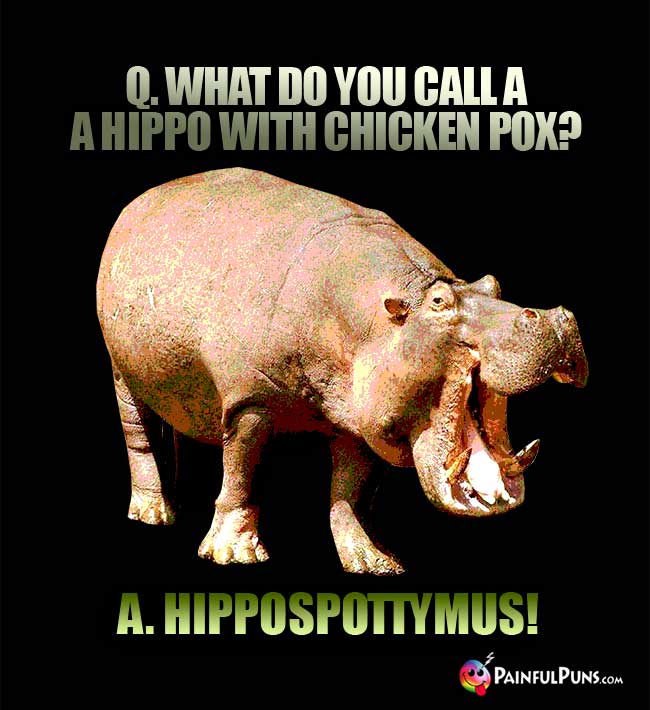 Q. What do you call a hippo with chicken pox? A. Hippospottymus!
