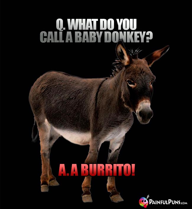 Q. What do you call a baby donkey? A. A Burrito!