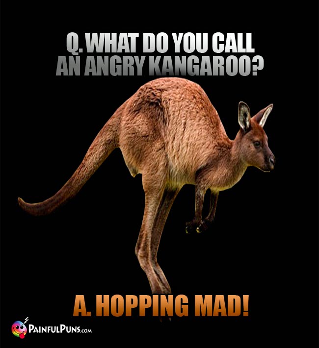Q. What do you call an angry kangaroo? A. Hopping mad!