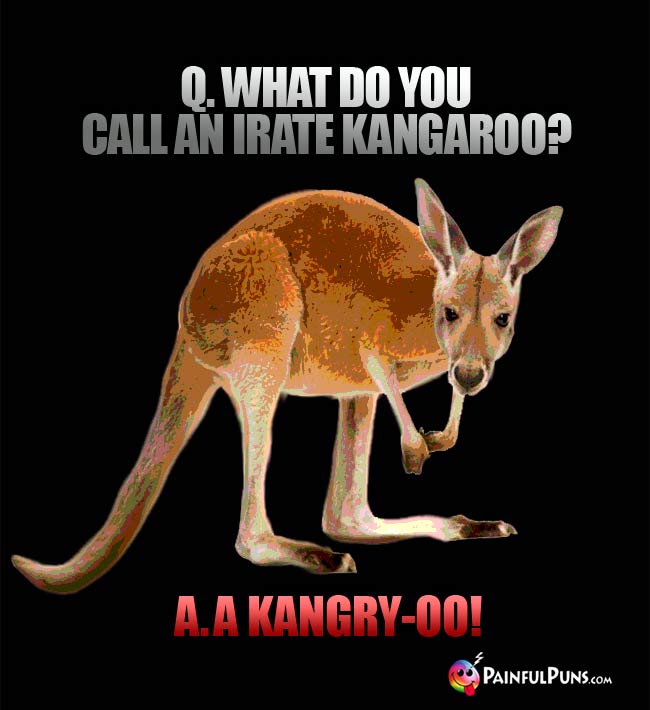 Q. What do you call an irate kangaroo? A. A Kangry-oo!