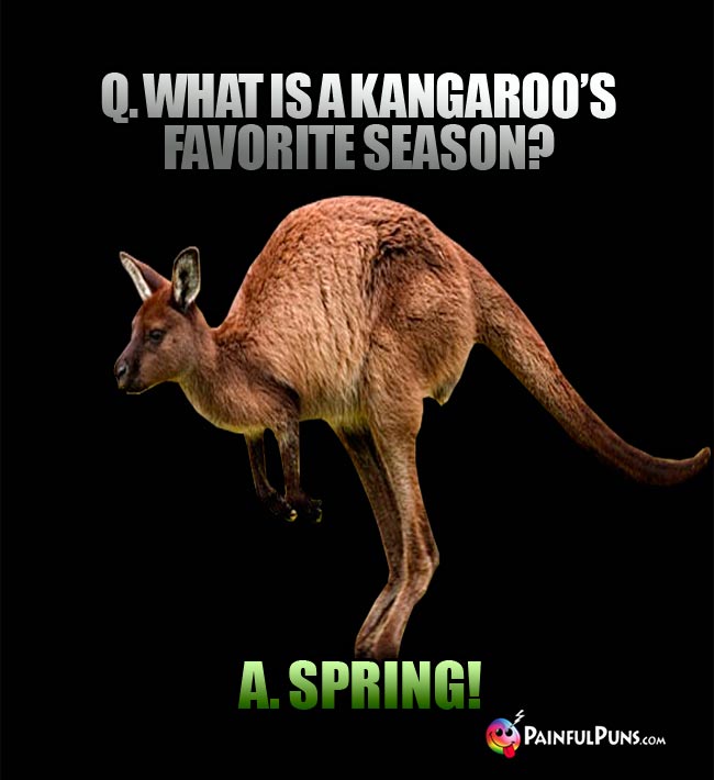 Q. What is a kangaroo's favorite season? A. Spring!