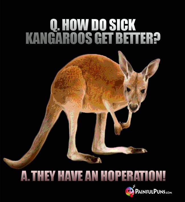 Q. How do sick kangaroos get bettr? A. They have an hoperation!