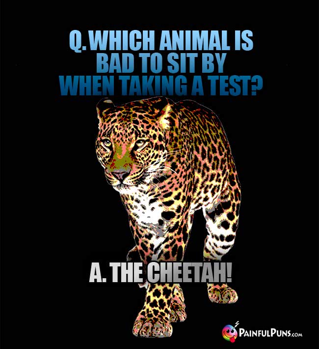 Q. Which animal is bad to sit by when taking a test? A. The cheetah!