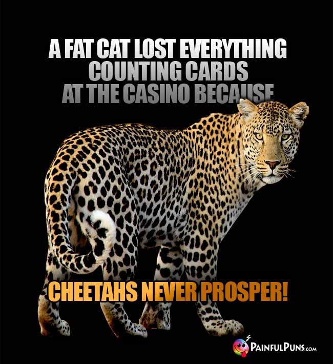 A fat cat lost everything counting cards at the casino because cheetahs never prosper!