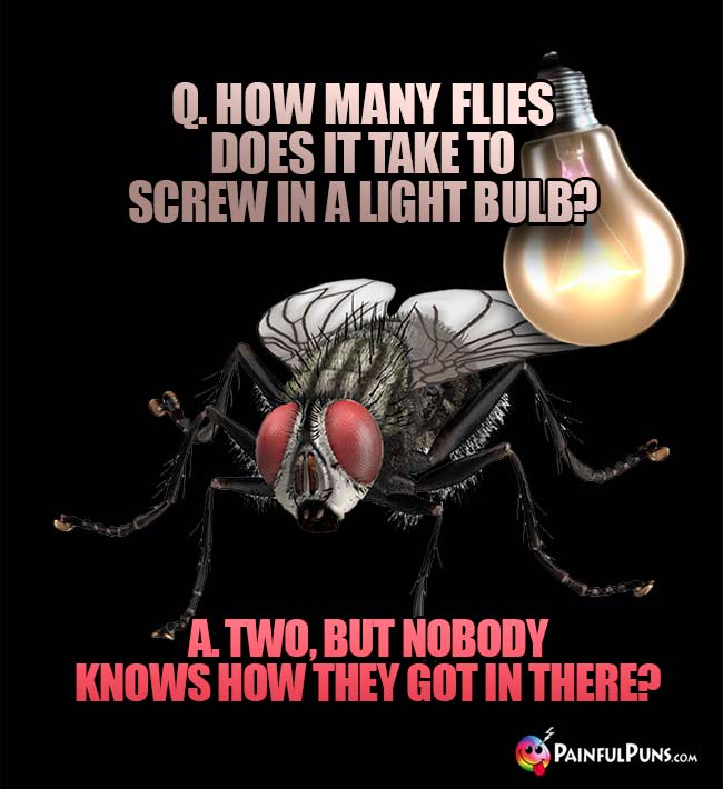 Q. How many flies does it take to screw in a light bulb? A. Two, but nobody knows how they got in there?