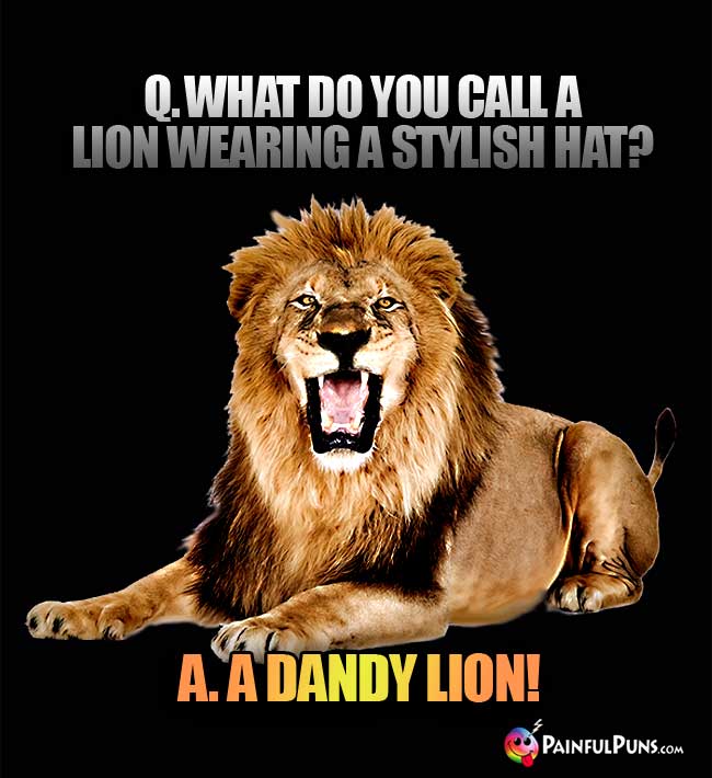 Q. What do you call a lion wearing a stylish hat? A. A Dandy Lion!