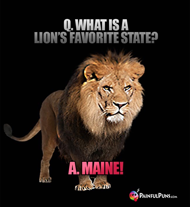 Q. What is a lion's favorite state? A. Maine!