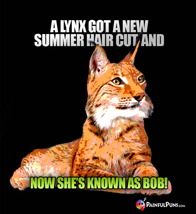 a lynx got a new summer hair cut and now she's known as Bob!