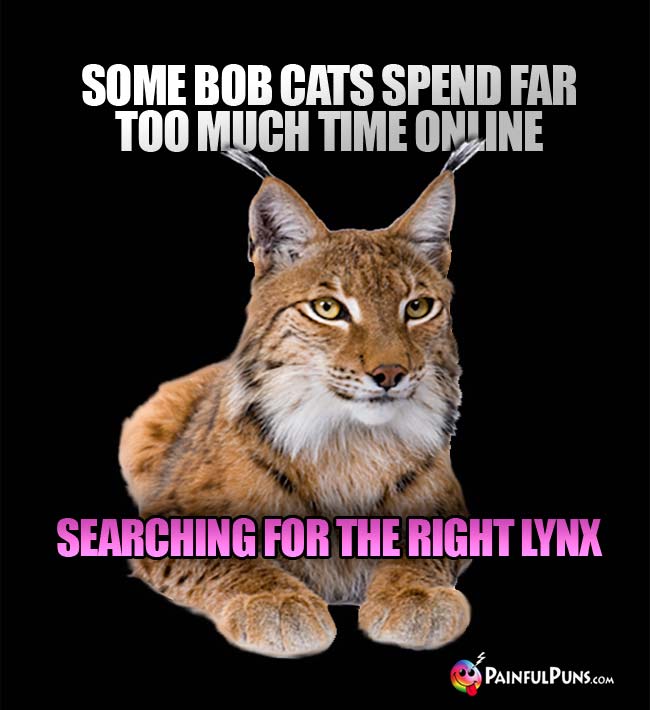 Some bob cats spend far too much time online searching for the right lynx.