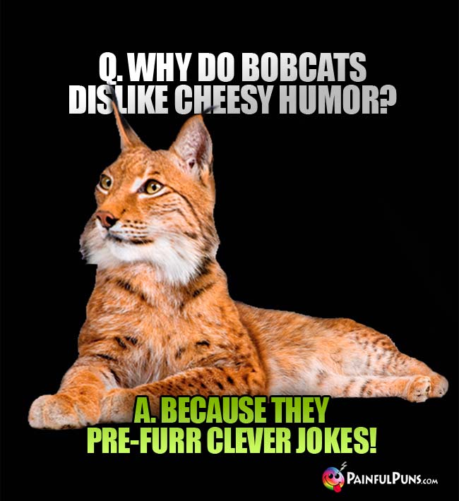 Q. Why do bobcats dislike cheesy humor? A. Because they pre-furr clever jokes!