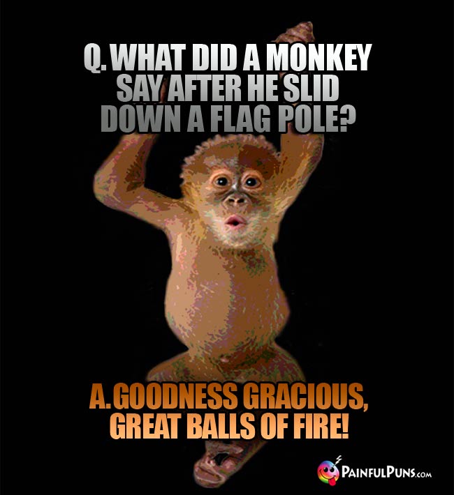 Q. What did a monkey say after he slid down a flag pole? A. Goodness gracious, great balls of fire!