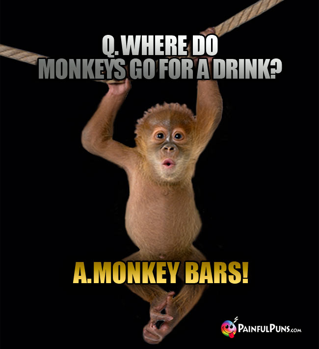 Q. Where do monkeys go for a drink? A. Monkey Bars!