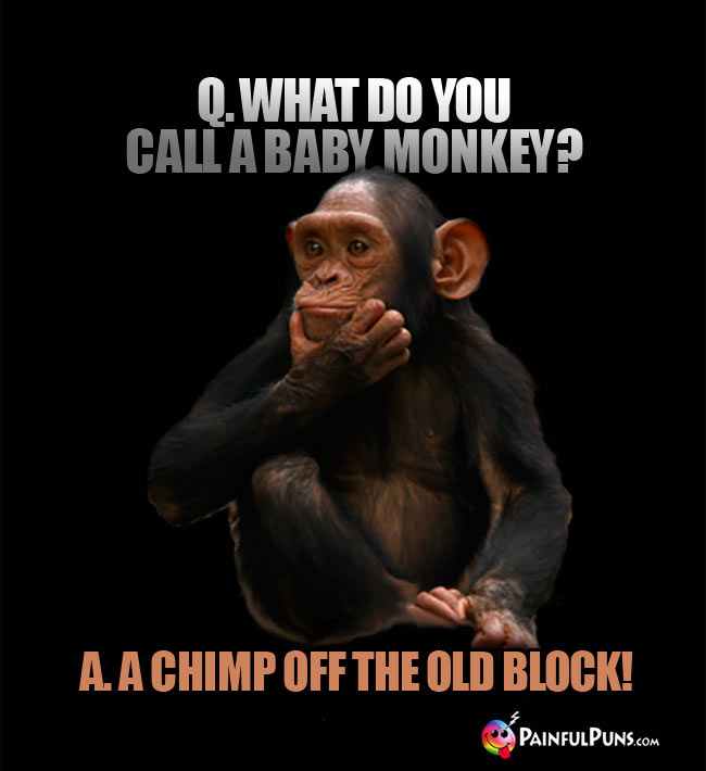Q. What do you call a baby monkey? A. A chimp off the old block!