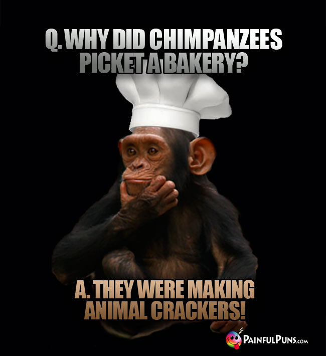 Q. Why did chipanzees picket a bakery? A. They were making animal crackers!