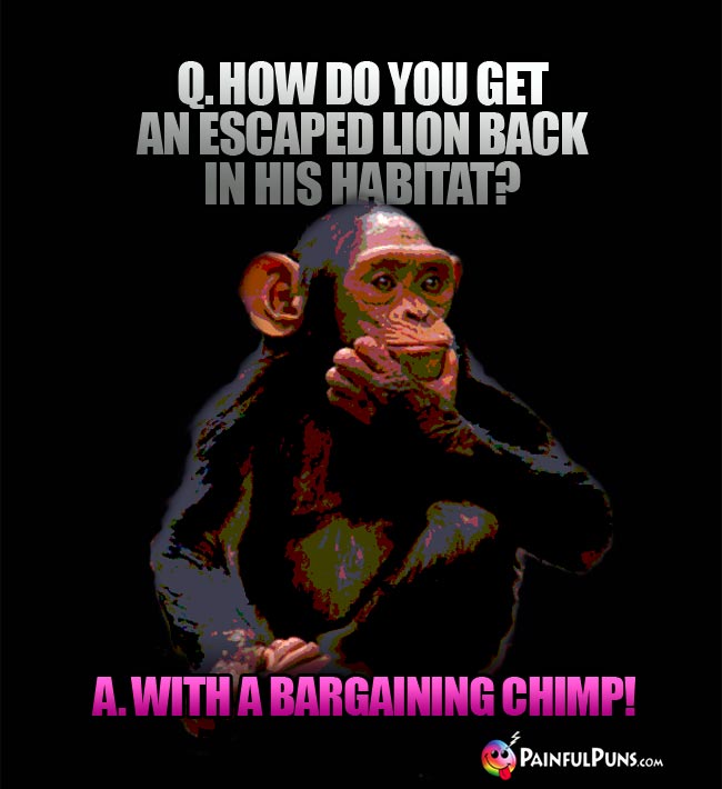 Q. How do you get an escaped lion back in his habitat? A. With a bargaining chinp!
