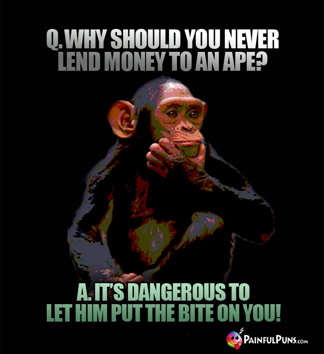 Q. Why should you never lend money to an ape? a. It's dangerous to let him put the bit on you!