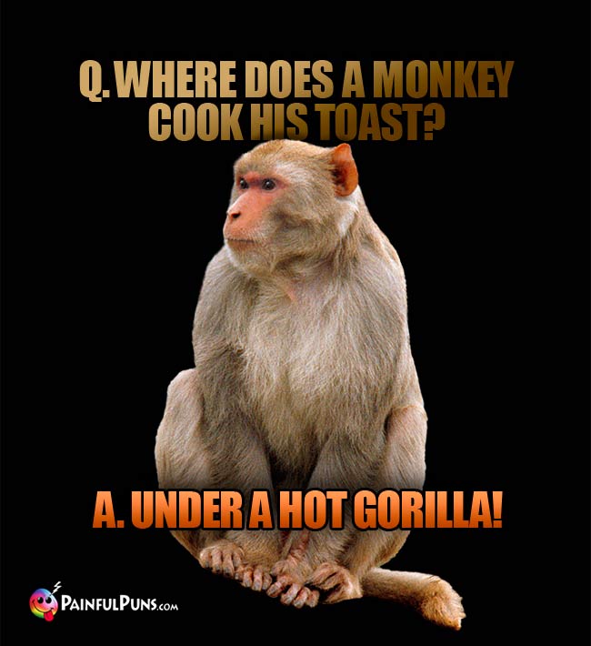 Q. Where does a monkey cook his toast? A. Under a hot gorilla!