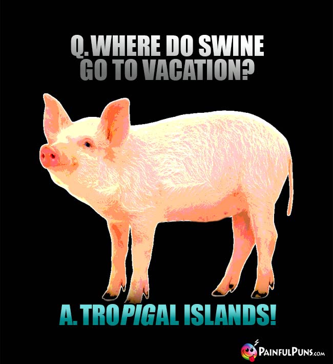 Q. Where do swine go to vacation? A. Tro-pig-cal islands!