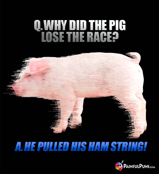 Q. Why did the pig lose the race? A. He pulled his ham string!