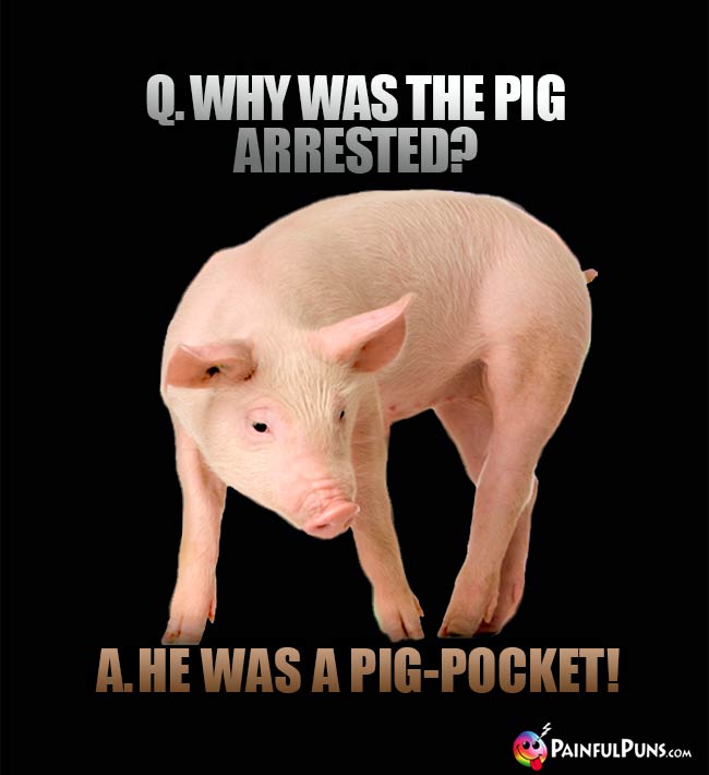 Q. why was the pig arrested? A. He was a pig-pocket!