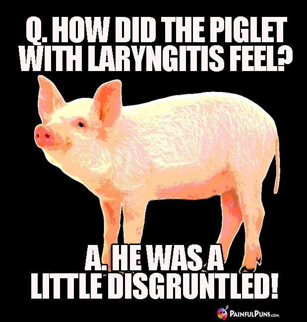 Q. How Did the Piglet with Laryngitis Feel? A. He was a little disgruntled!