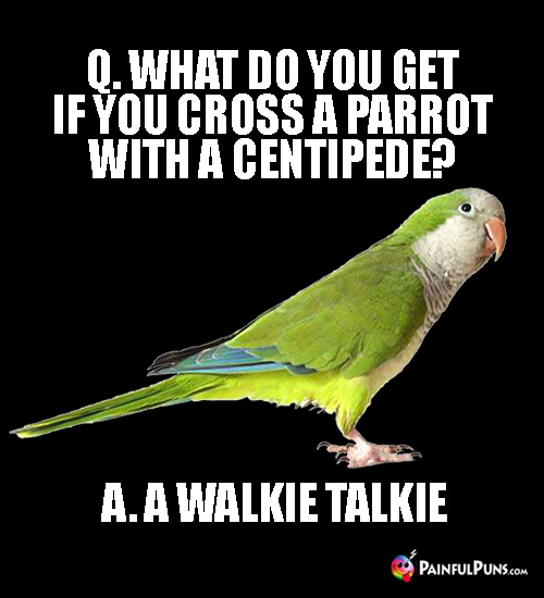 Q. What do you get if you cross a parrot with a centipede? A. A Walkie Talkie
