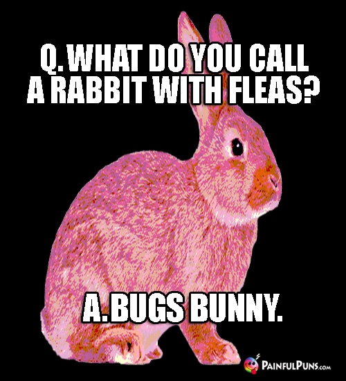 Q. What do you call a rabbit with fleas? A. Bugs Bunny