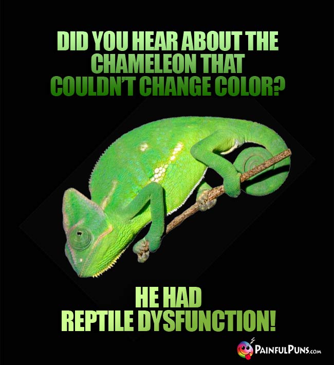 Did you hear about the chameleon that culdn't change color? He had Reptile Dysfunction!