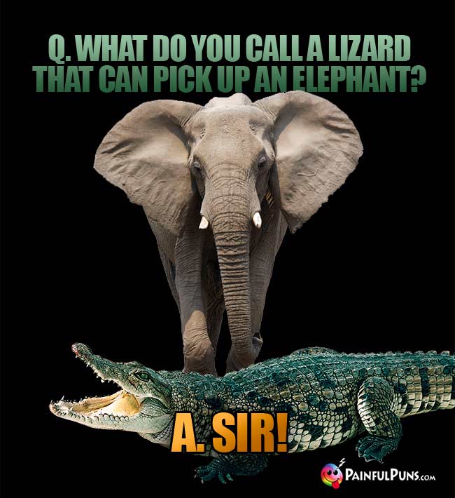Q. What do you call a lizard that can pick up an elephant? A. Sir!