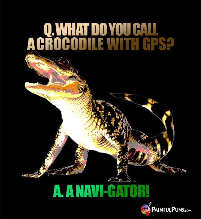 Q. What do you call a crocodile with GPS? A. A Navi-gator!