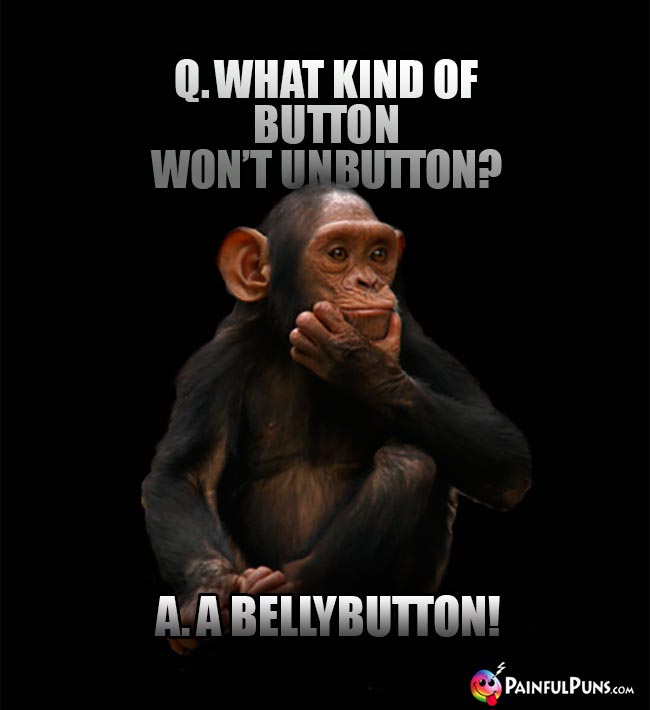 Chimp Asks: What kind of button won't unbutton? A. A belly button!