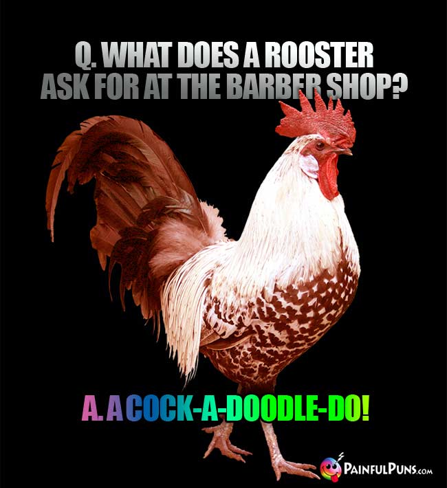 Q. What does a rooster ask for at the barber shop? a. A cock-a-doodle-do1