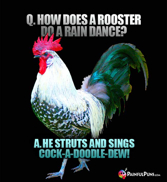 Q. How does a rooster do a rain dance? A. He struts and sings cock-a-doodle-dew!
