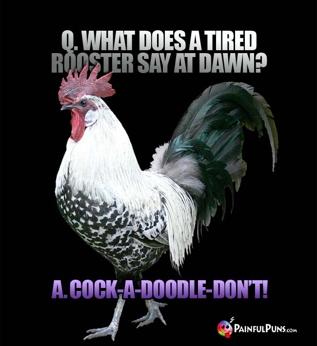 Q. What does a tired rooster say at dawn? A. Cock-a-adoodle-don't!