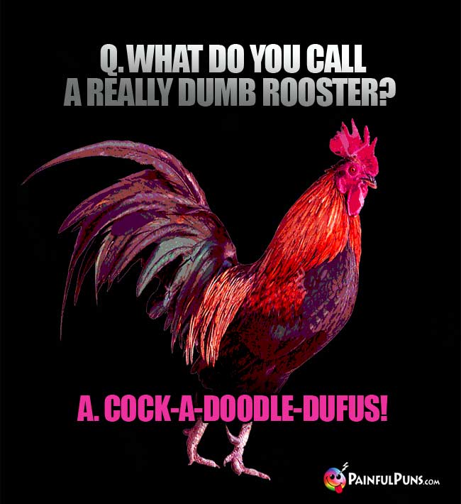 Q. What do you call a really dumb rooster? A. Cock-A-Doodle-dufus!