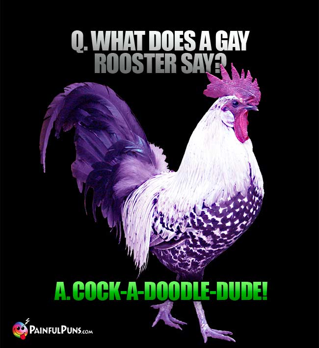 Q. What does a gay rooster say? a. Cock-a-doodle-dude!