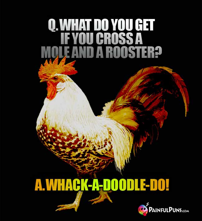 q. What do you get if you cross a mole and a rooster? A. Whack-a-doodle-do!
