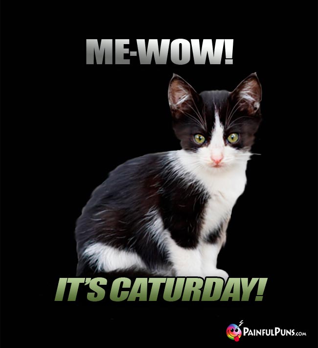 Cute little kitten says: Me-Wow! It's Caturday!