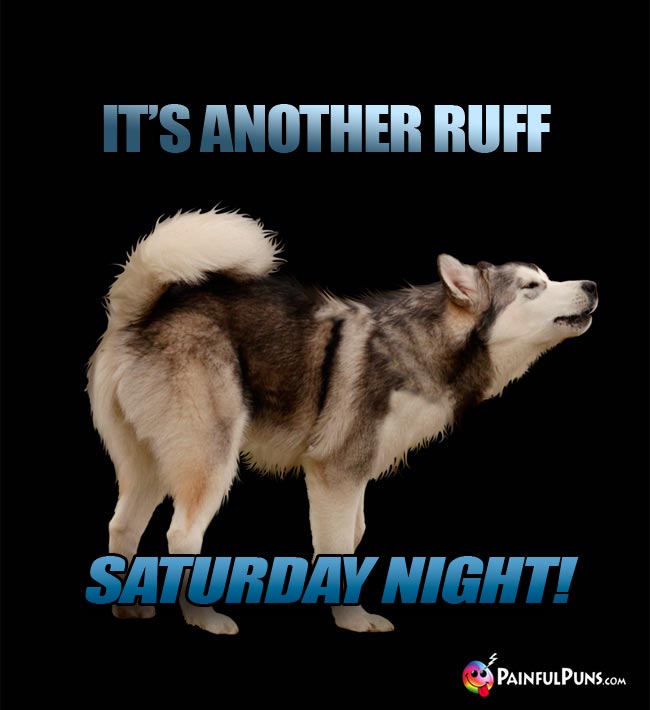 Alaskan Malamute Says: It's Another Ruff Saturday Night!